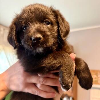Australian Shepherd and Poodle Dogs Available for Adoption - (Pink) Strawberry Cake | PetCurious