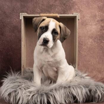 Mixed Breed Dogs Available for Adoption in Smyrna, Georgia - Irish | PetCurious