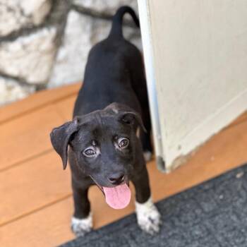 Chloe -  Border Collie and Rottweiler Dog for Adoption - Chloe | PetCurious