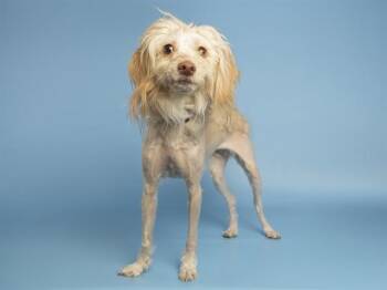 COCO -  Maltese and Chihuahua Dog for Adoption in Phoenix, Arizona - COCO | PetCurious