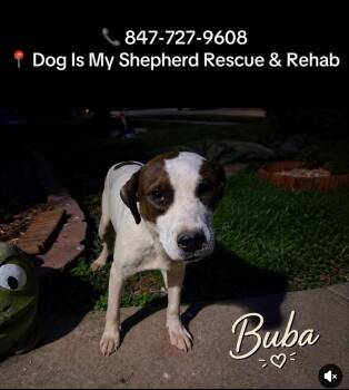 Mixed Breed Dogs Available for Adoption in Northlake, Illinois - Buba | PetCurious