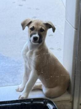 Peppermint -  Mixed Breed Dog for Adoption in Morristown, New Jersey - Peppermint | PetCurious