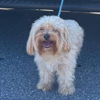 Winston -  Mixed Breed Dog for Adoption in Greenville, South Carolina - Winston | PetCurious