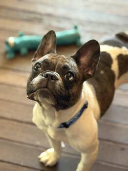 Willow -  French Bulldog Dog for Adoption in Santa Rosa, California - Willow | PetCurious