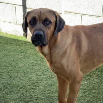 Mastiff Dogs Available for Adoption - Butterscotch | PetCurious