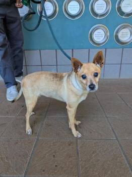 Chibi -  Terrier and Mixed Breed Dog for Adoption in Honolulu, Hawaii - Chibi | PetCurious