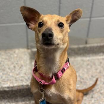 Sprinkles -  Mixed Breed Dog for Adoption in West Olive, Michigan - Sprinkles | PetCurious