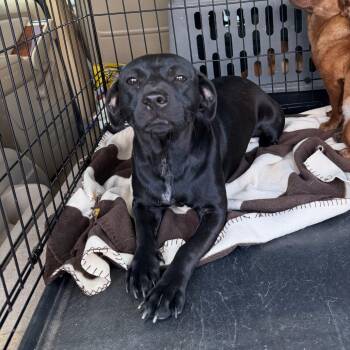 Milky Way -  Mixed Breed Dog for Adoption in Savannah, Georgia - Milky Way | PetCurious