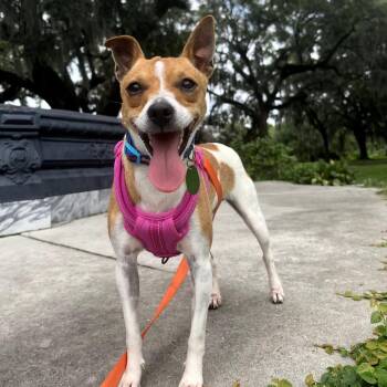 Bitty -  Jack Russell Terrier Dog for Adoption in New Orleans, Louisiana - Bitty | PetCurious