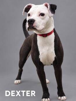 Dexter -  Pit Bull Terrier Dog for Adoption in Lucas, Texas - Dexter | PetCurious
