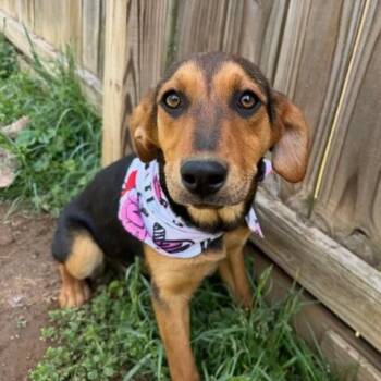 Sparrow Oiseau - local girl -  Airedale Terrier and Australian Cattle Dog Blue Heeler Dog for Adoption in Andover, Massachusetts - Sparrow Oiseau - Local Girl | PetCurious