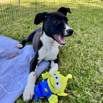 Collie and Poodle Dogs Available for Adoption in San Diego, California - Gus | PetCurious