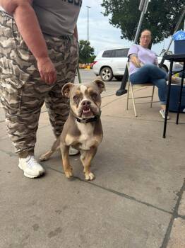 Cooper -  English Bulldog Dog for Adoption in Center Square, Pennsylvania - Cooper | PetCurious