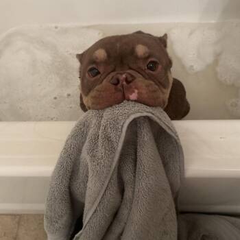 Monkey -  French Bulldog Dog for Adoption in Sonoma, California - Monkey | PetCurious
