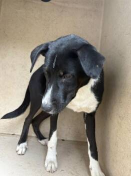 A469122 -  Anatolian Shepherd and Mixed Breed Dog for Adoption in Oklahoma City, Oklahoma - A469122 | PetCurious
