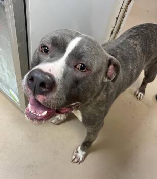 George Clooney -  Mixed Breed Dog for Adoption in Nashville, Tennessee - George Clooney | PetCurious