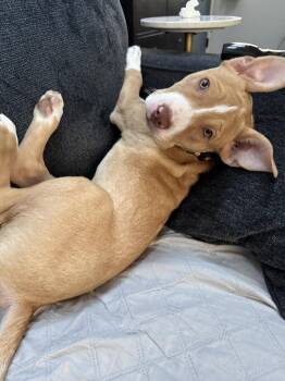 Pit Bull Terrier and Mixed Breed Dogs Available for Adoption - Tobi  (Paulsboro 4) | PetCurious