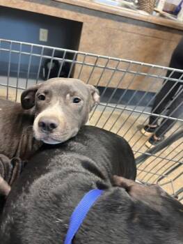 ATHOS -  Pit Bull Terrier Dog for Adoption in Tallahassee, Florida - ATHOS | PetCurious