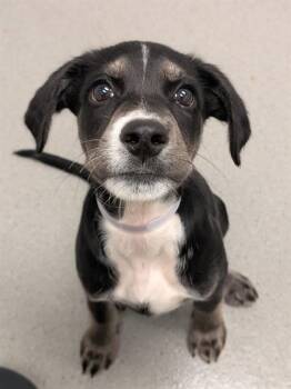 DIL PICKLES -  Black And Tan Coonhound and Mixed Breed Dog for Adoption in San Francisco, California - DIL PICKLES | PetCurious