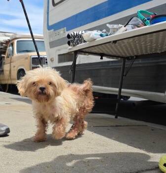 Rescue Maltipoo Dogs for Adoption in West Hollywood, California - Gigi | PetCurious