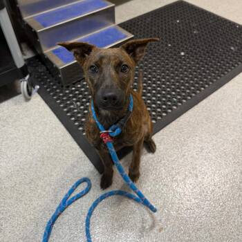 Mixed Breed Dogs Available for Adoption - Chola | PetCurious