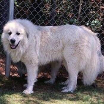 CT Yeti -  Great Pyrenees Dog for Adoption in Eastford, Connecticut - CT Yeti | PetCurious