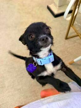 Scotty $500 -  Chihuahua Dog for Adoption in West Milwaukee, Wisconsin - Scotty $500 | PetCurious