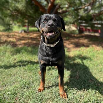 Keeria***ADOPTION PENDING*** -  Rottweiler and Mixed Breed Dog for Adoption in Fargo, North Dakota - Keeria***ADOPTION PENDING*** | PetCurious