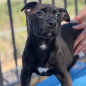 Mandalore -  Pit Bull Terrier and Mixed Breed Dog for Adoption in Riverside, California - Mandalore | PetCurious