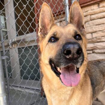 Lacey -  German Shepherd Dog Dog for Adoption in Fairport, New York - Lacey | PetCurious