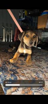 Chihuahua and Dachshund Dogs Available for Adoption - Penne | PetCurious