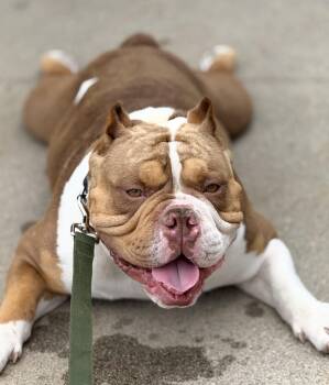 Bulldog and Pit Bull Terrier Dogs Available for Adoption in Huntington Beach, California - Bubba | PetCurious