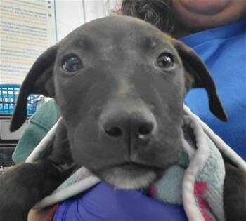 Rescue Mixed Breed Dogs for Adoption in Dallas, Texas - SEBASTIAN | PetCurious