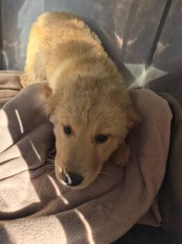 Golden Retriever Dogs Available for Adoption in Lawrenceville, Georgia - Pen 227 Bottom | PetCurious