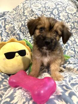 Teeter a Sweet Texas Gurl -  Norfolk Terrier Dog for Adoption in Lockhart, Texas - Teeter A Sweet Texas Gurl | PetCurious