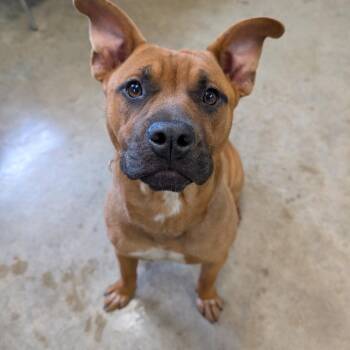 Harley -  Boxer Dog Available for Adoption in Jasper, Indiana - Harley | PetCurious