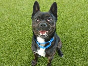 DIBBY -  Terrier and Mixed Breed Dog for Adoption in Martinez, California - DIBBY | PetCurious