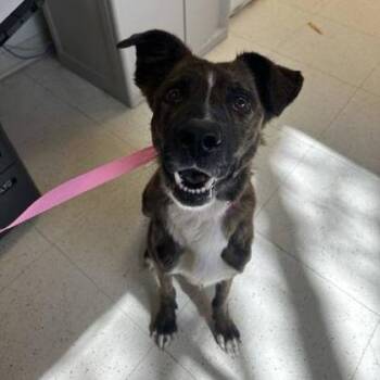 Mixed Breed Dogs Available for Adoption in Binghamton, New York - Jesse | PetCurious