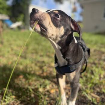 Dexter Doggington -  Pit Bull Terrier Dog for Adoption in Port Richey, Florida - Dexter Doggington | PetCurious