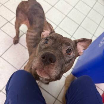 Sienna -  Mixed Breed Dog for Adoption in Charleston, West Virginia - Sienna | PetCurious