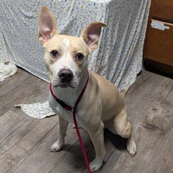 Kiara -  Pit Bull Terrier Dog for Adoption in Jefferson City, Tennessee - Kiara | PetCurious