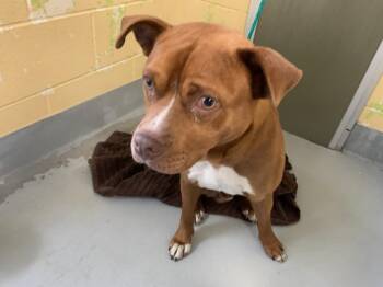 Pit Bull Terrier Dogs Available for Adoption in Tulsa, Oklahoma - BUSTER | PetCurious