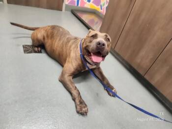 CHAMP -  Pit Bull Terrier Dog for Adoption in Baytown, Texas - CHAMP | PetCurious