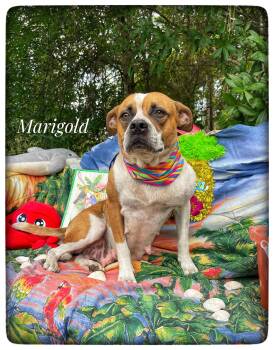 Boxer and Hound Dogs Available for Adoption in Sebring, Florida - Marigold | PetCurious