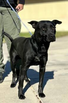 Rescue Shepherd and Pit Bull Terrier Dogs for Adoption in Victorville, California - Captain #1681 (813) | PetCurious