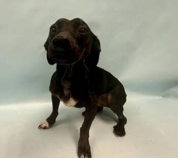 Herman -  Dachshund and Chihuahua Dog for Adoption in Minneapolis, Minnesota - Herman | PetCurious