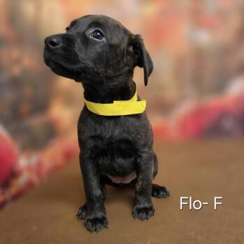 Flo -  Retriever and Mixed Breed Dog for Adoption in Griswold, Connecticut - Flo | PetCurious