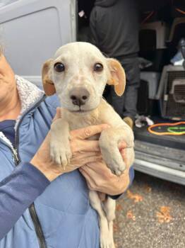 Rescue Chihuahua and Mixed Breed Dogs for Adoption in Yaphank, New York - Kevin Jonas | PetCurious