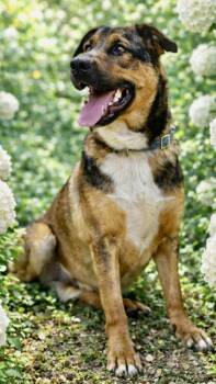 Billy -  Rottweiler and Shepherd Dog for Adoption in Lucas, Texas - Billy | PetCurious