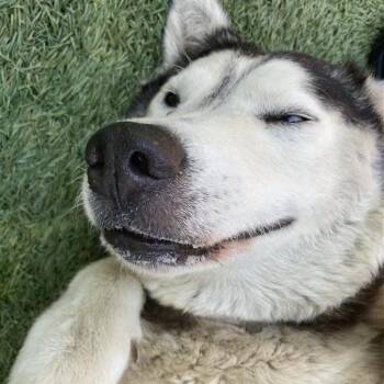 Leah -  Husky Dog for Adoption in Long Beach, California - Leah | PetCurious